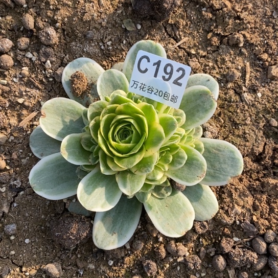 192玉玲珑多肉植物