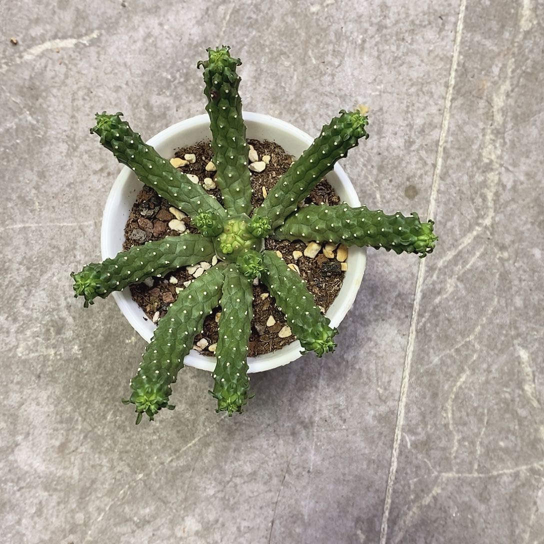 k***h一物一拍一棵仙人球