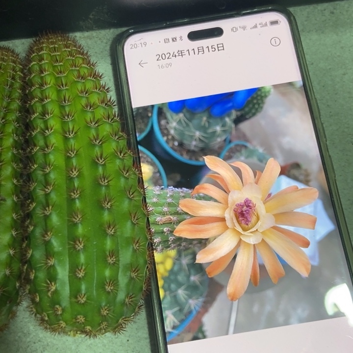 仙人球新品金妞金5侧芽