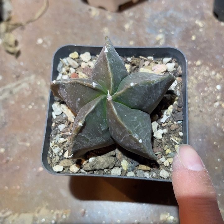 满38包邮2天凑单，脱土晾根发货多肉植物