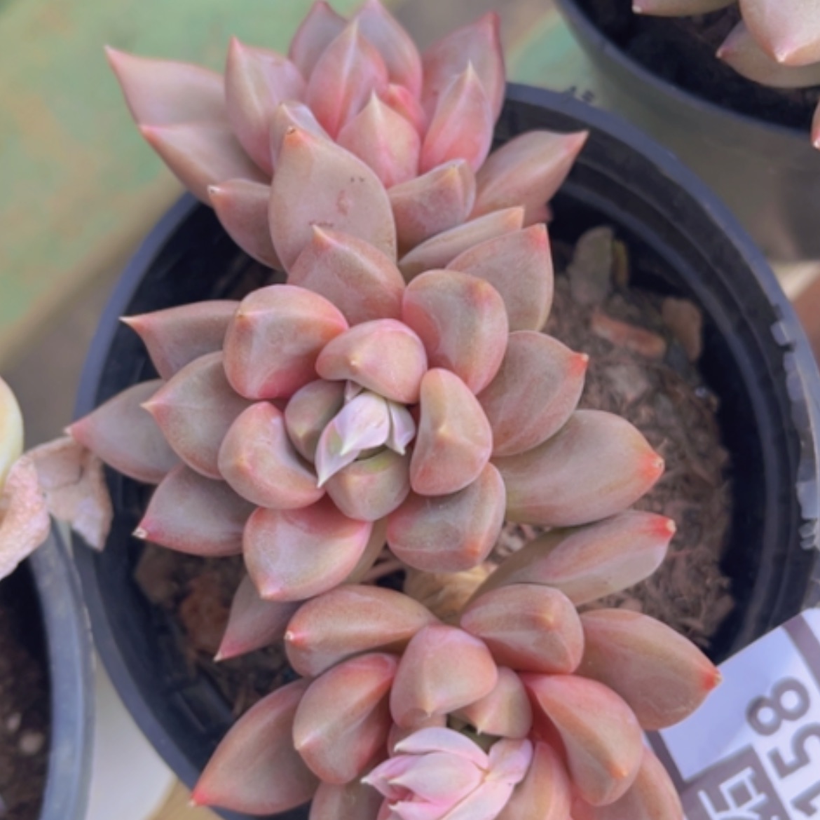 【闪购商品】红象牙22158