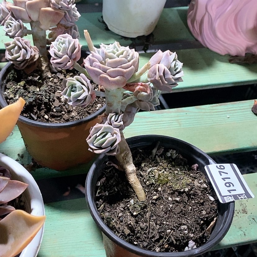 【闪购商品】可爱玫瑰19176