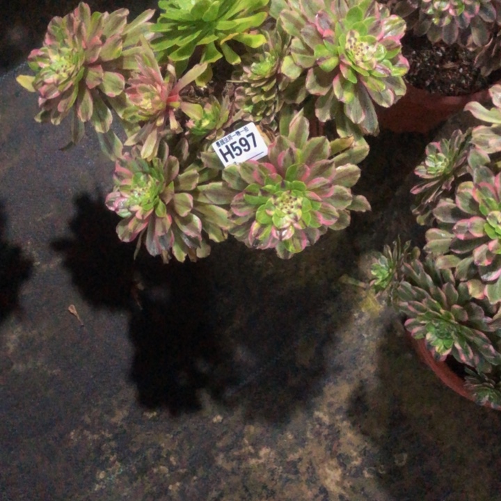 粉黛多肉5970000000