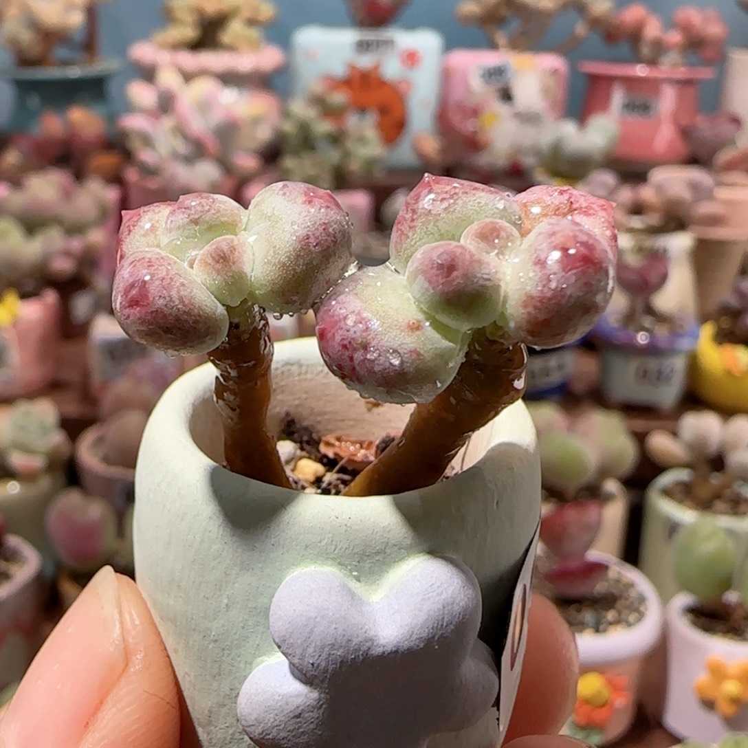 彩虹奶   盆口2cm
