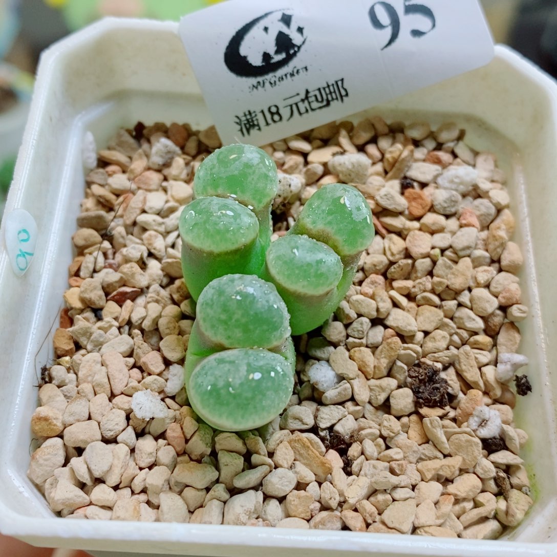生石花花哈哈哈哈花花95