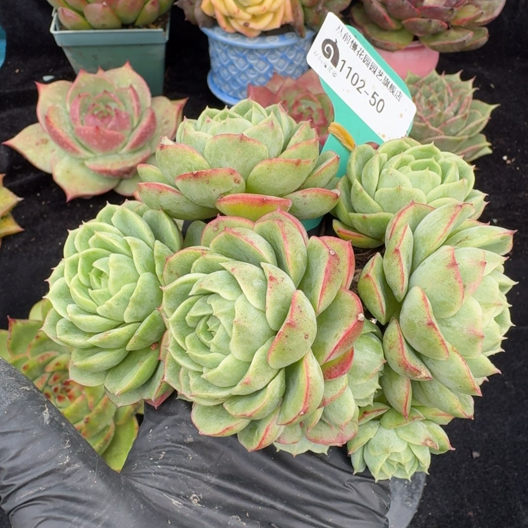从前慢多肉精选编号1102.50