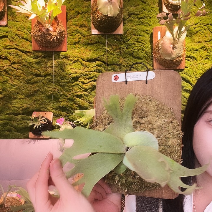 不开花植物Soho 孢子苗