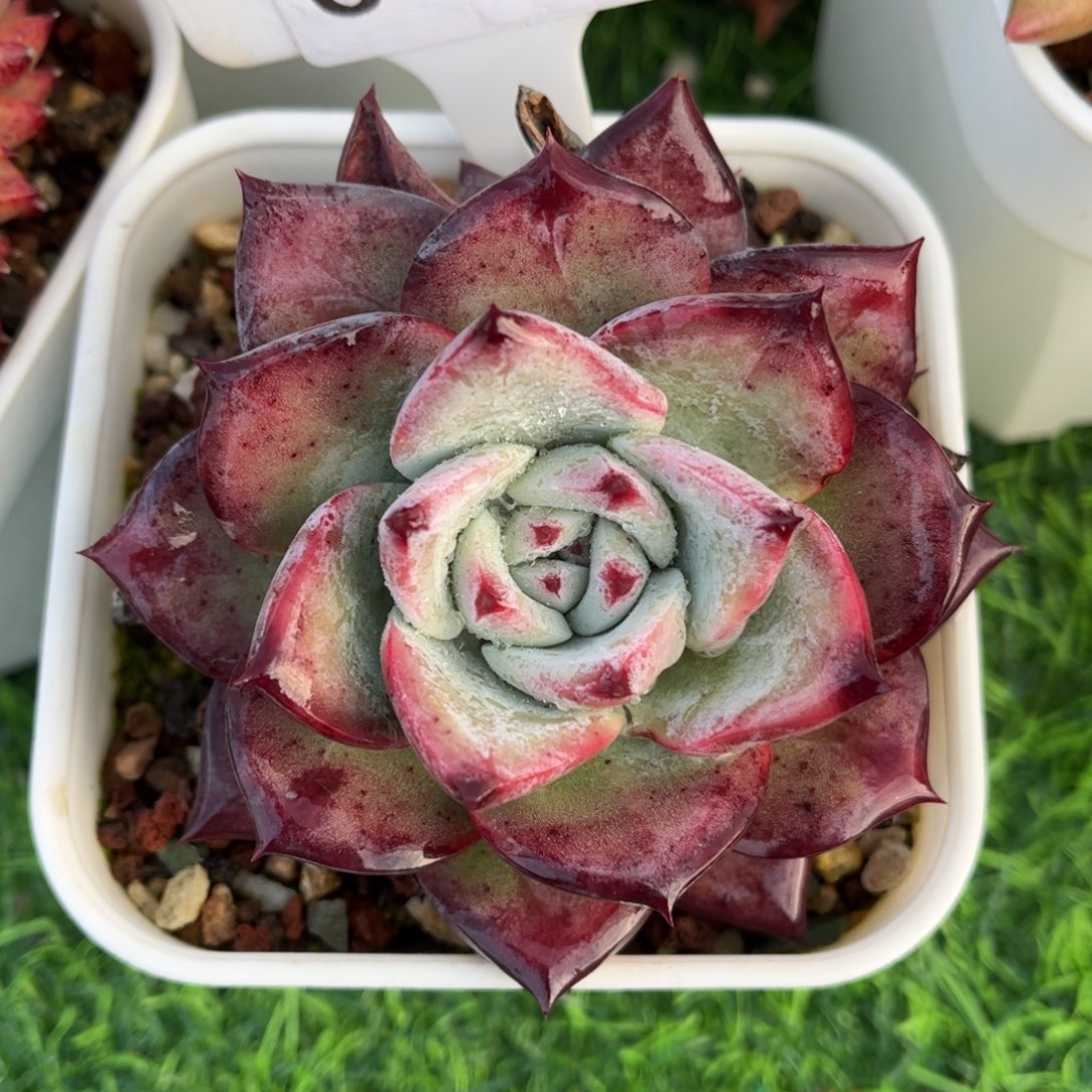 多肉植物0060 满30包邮