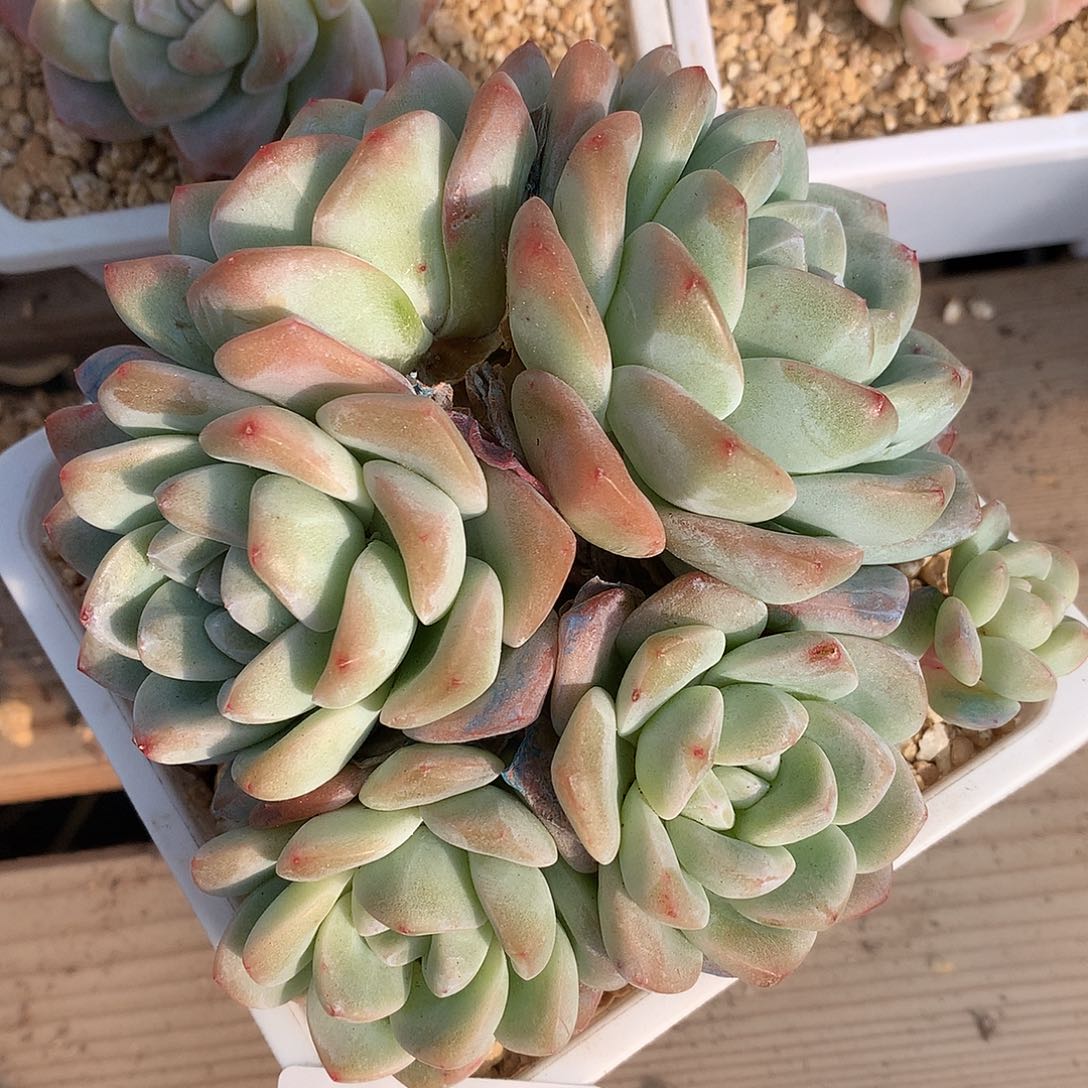 0123-28 6头老桩冰玉