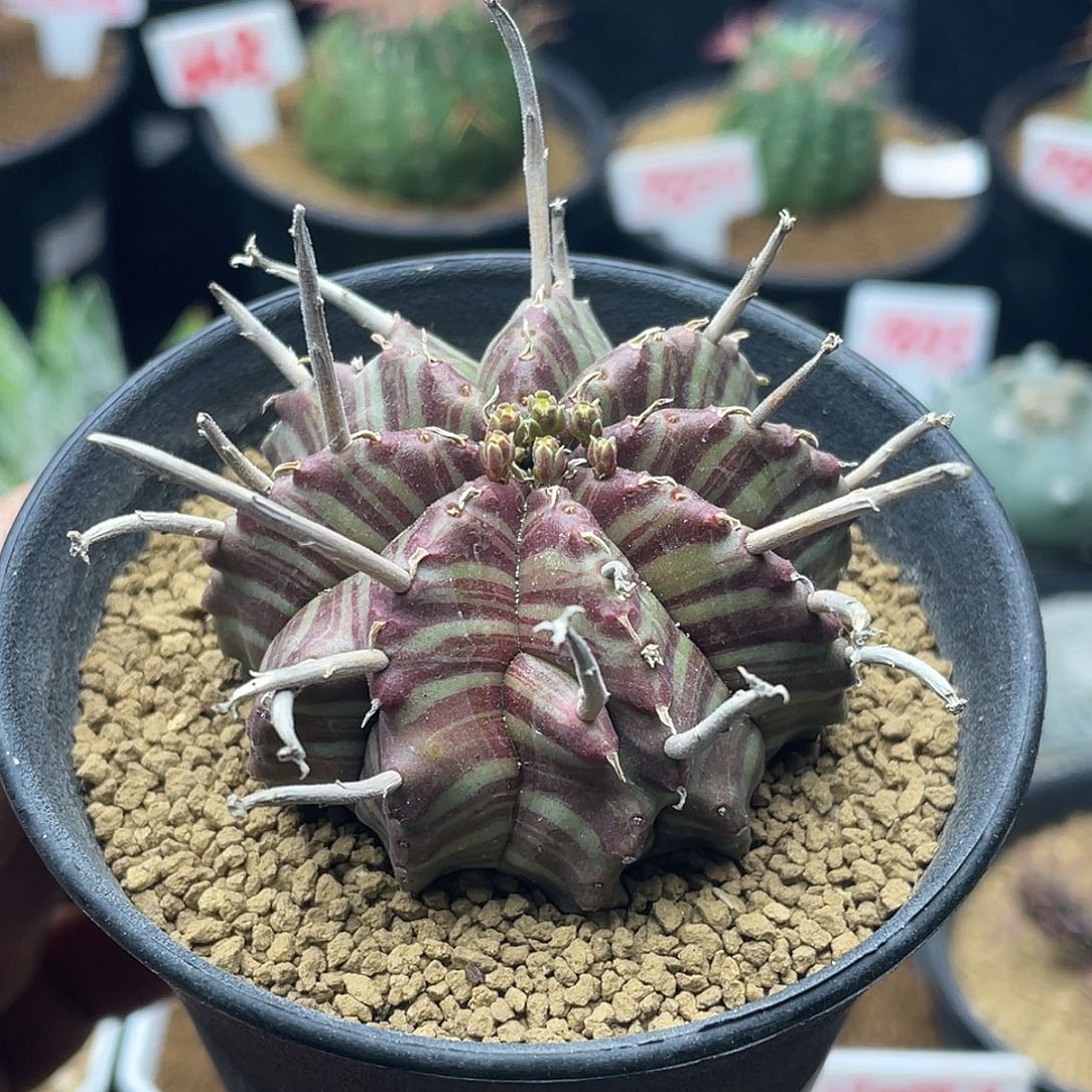 实生狂刺粗纹坤坤法丽达 致远多肉