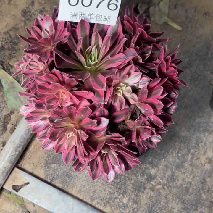 凤凰多肉的多肉0076