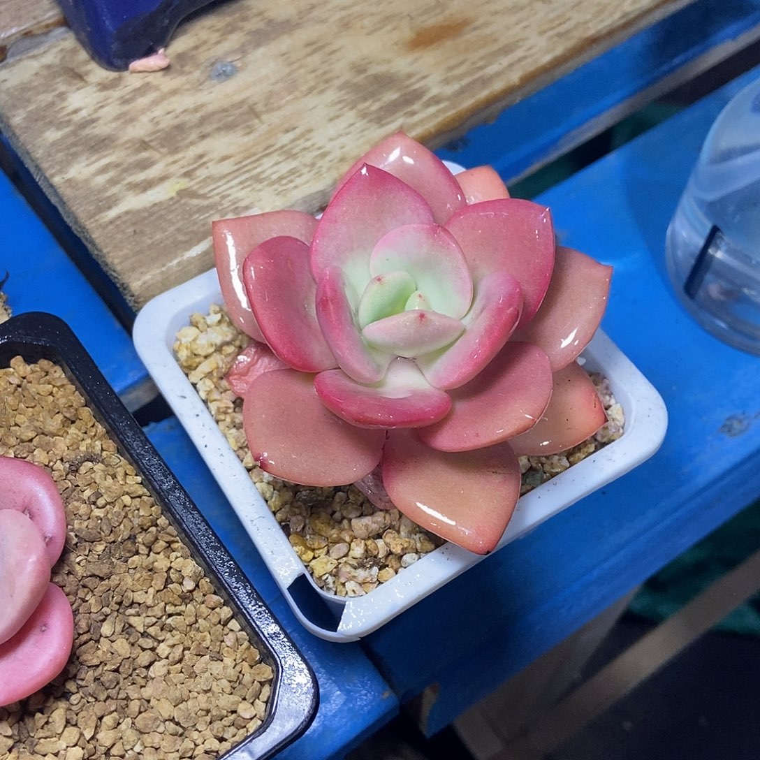 凤橙单头一物一拍