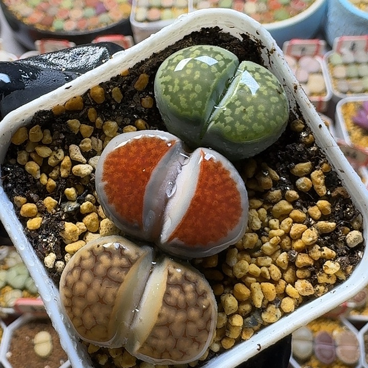 生石花1111122。   200