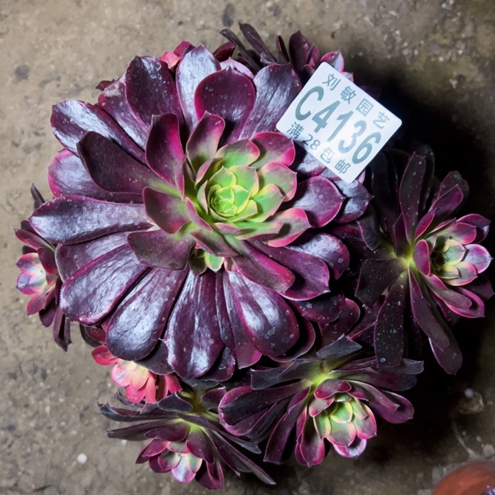 金丝雀多肉植物法师4136