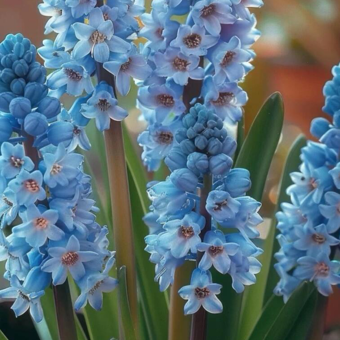 进口风信子种球水培套装