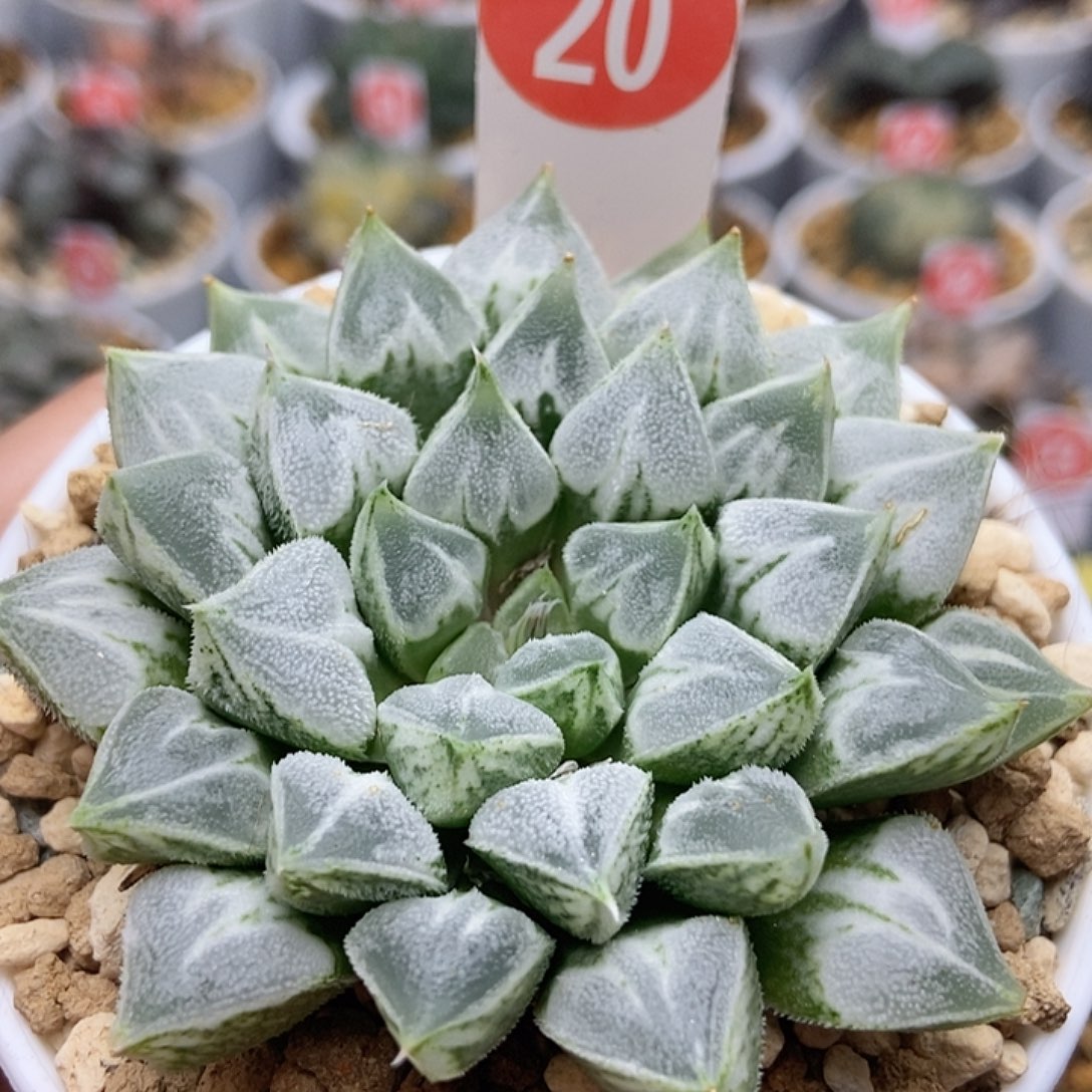 爱心寿201111111111