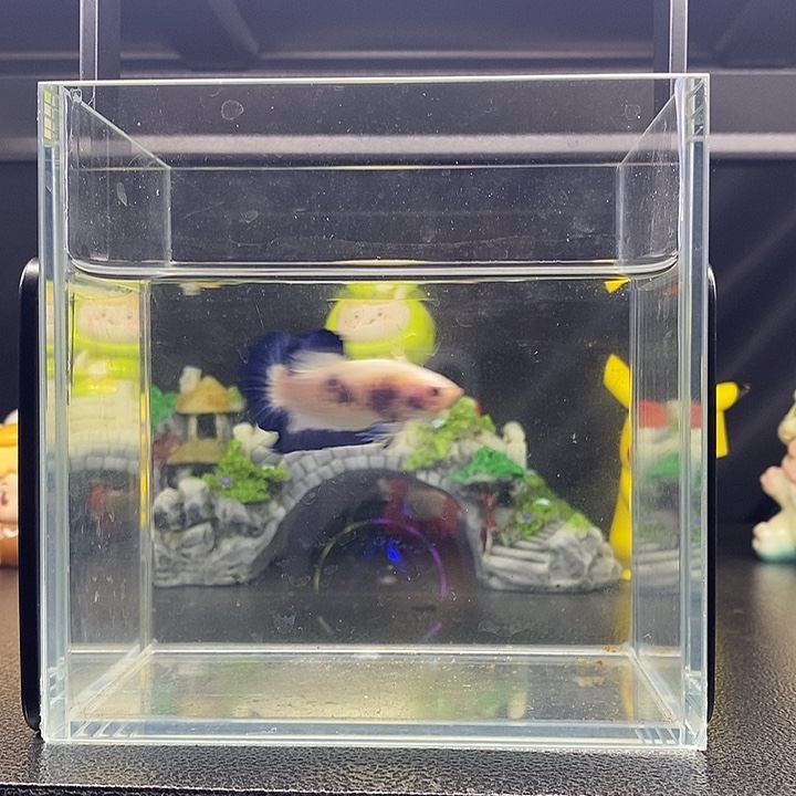 海水鱼碟边青花将军