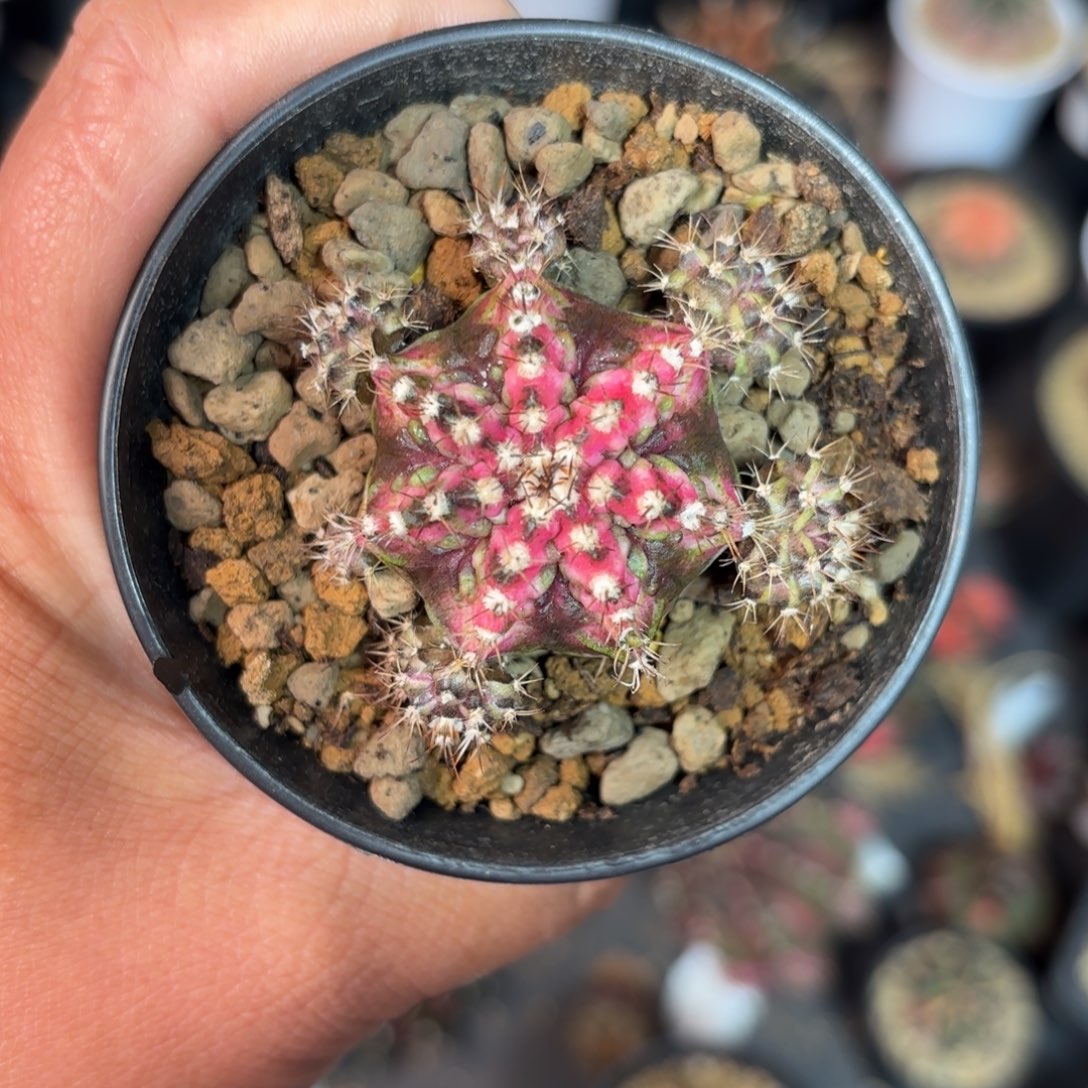 泰系米哈仙人球50