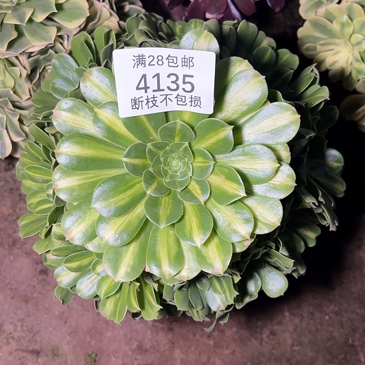 4135翡翠琉璃多肉植物