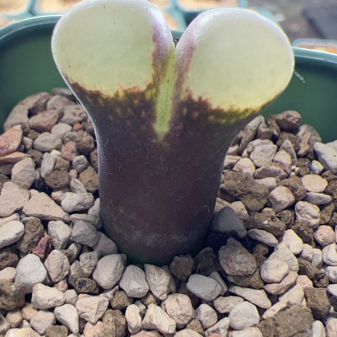 正版紫体白窗风铃玉 306