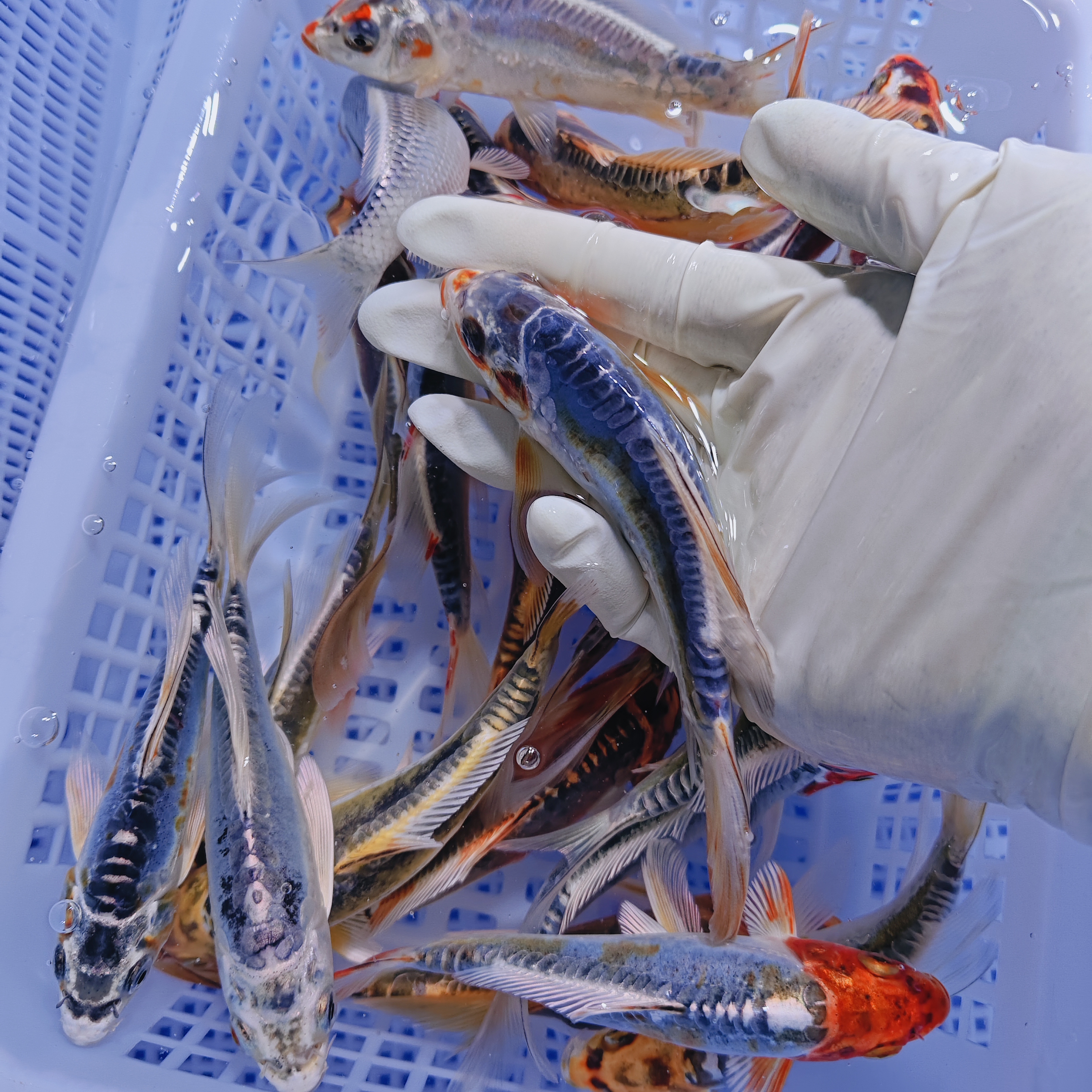 17尾大锦鲤 【血统锦鲤混搭】 水族活体冷水观赏鱼