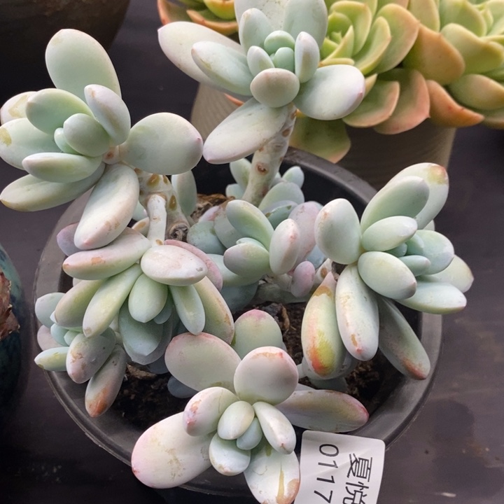 夏悦多肉0117-258雪美人