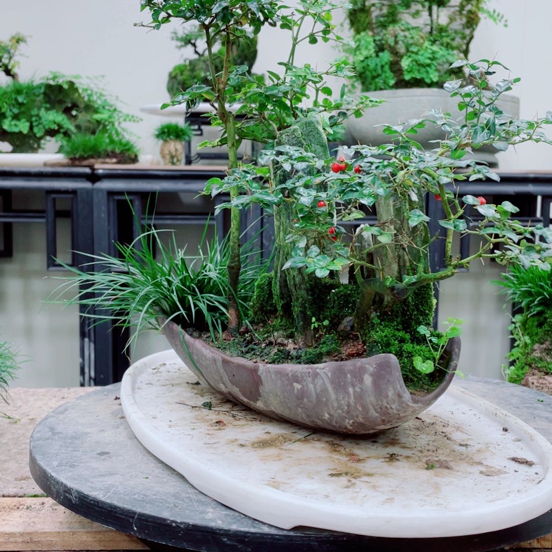 无铅玻璃子*～铁线蕨的一个分支叫做金