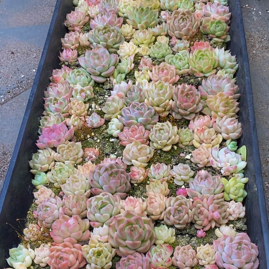 569的人都是这样吗。