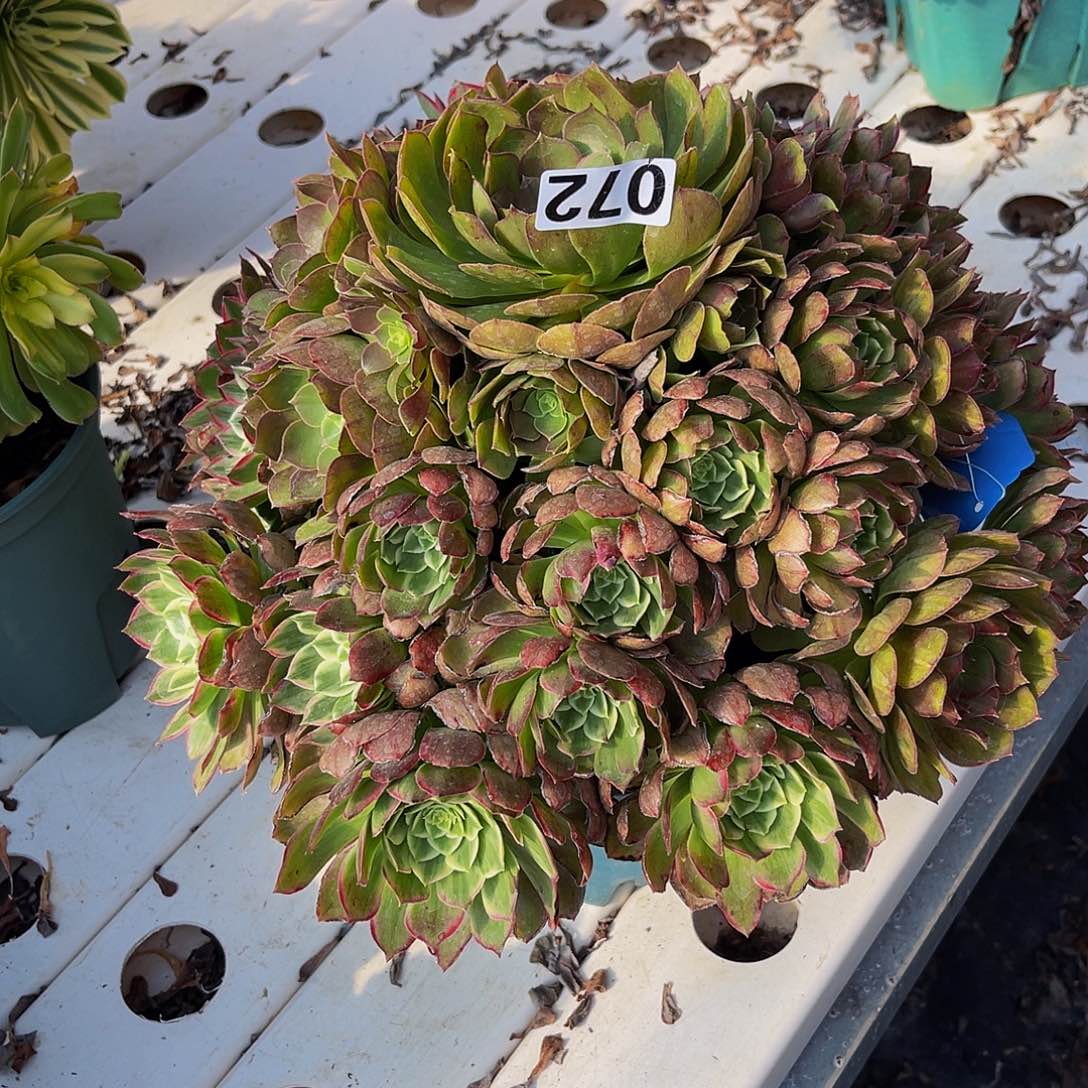 法师法师7–51包邮法师