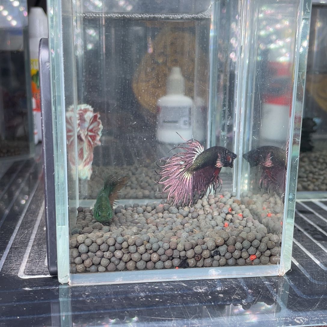 斗鱼19号金属车轮气泡毒液