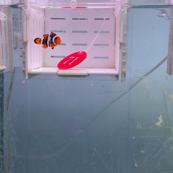 海水鱼精品背心1条3.5-4