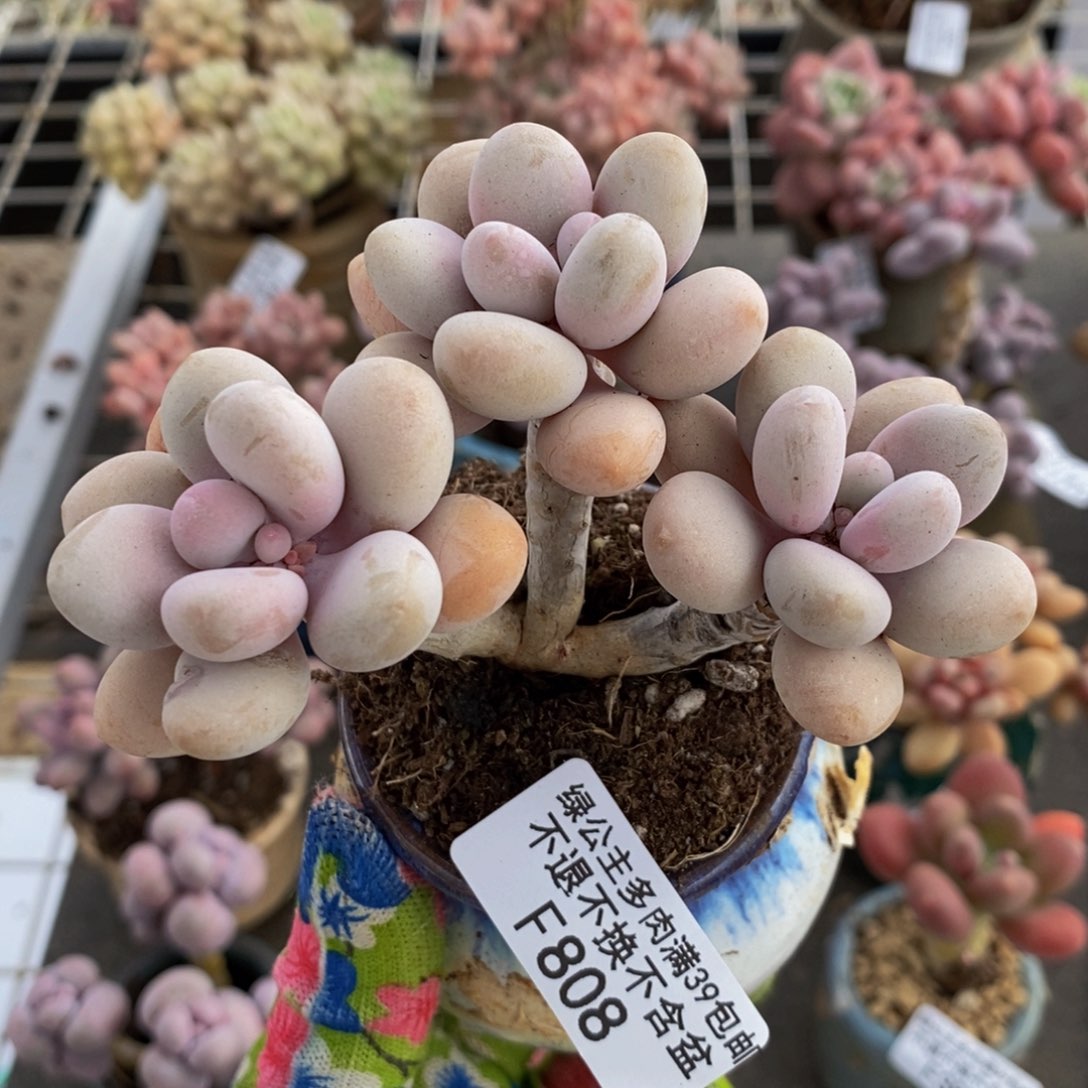 糖果桃蛋808/8v m