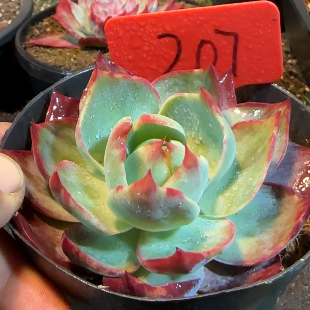 惊鸿一物一拍包装收缩花旱207
