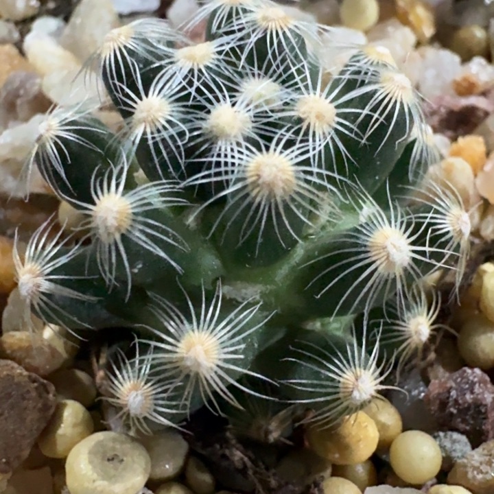 沙堡油实生仙人球 