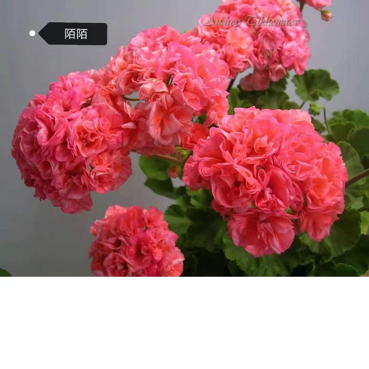 陌陌直立天竺葵小苗带花苞