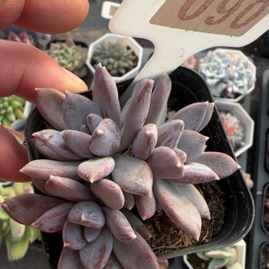 90哥特多肉植物多