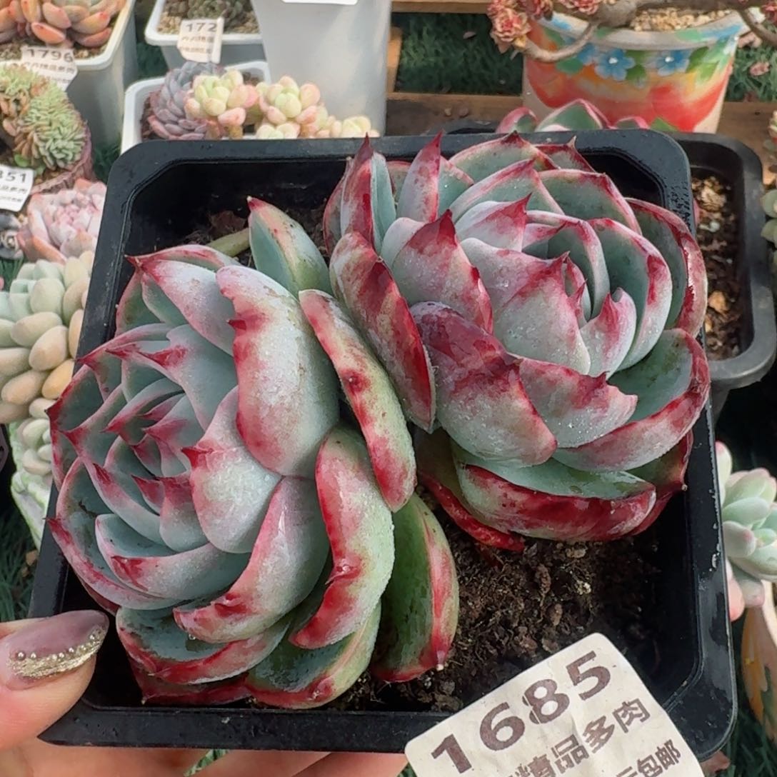 1685一物一拍（满28包邮）