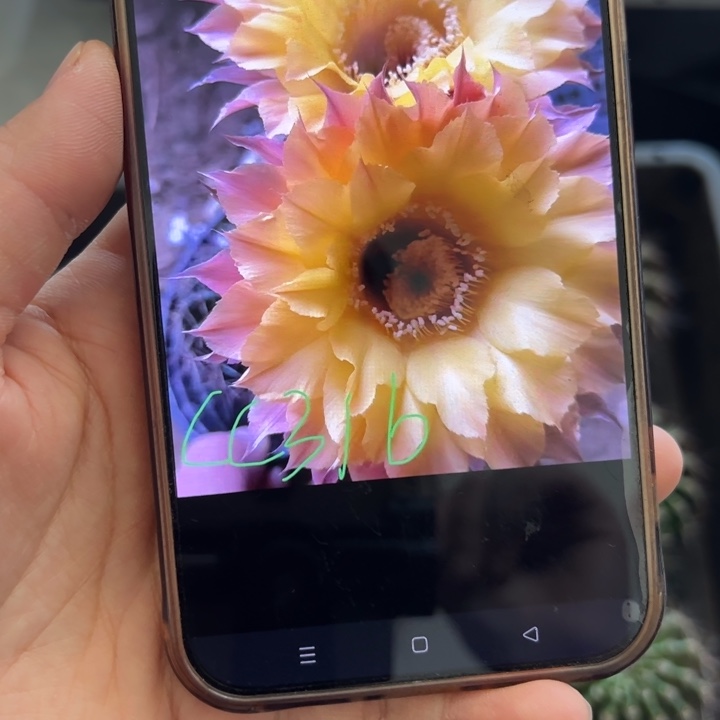无花朵无根侧芽歪cc316