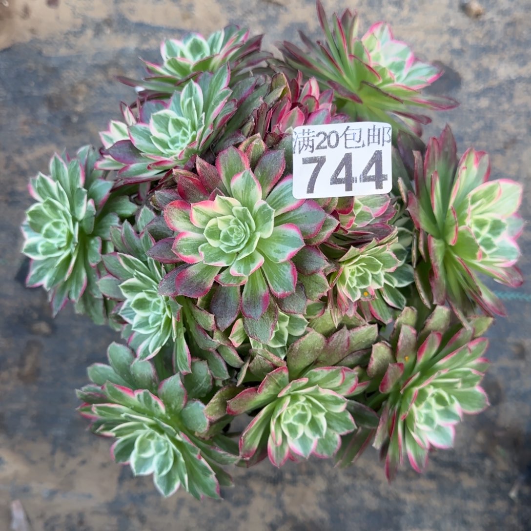 莲花744满20包邮断枝不包