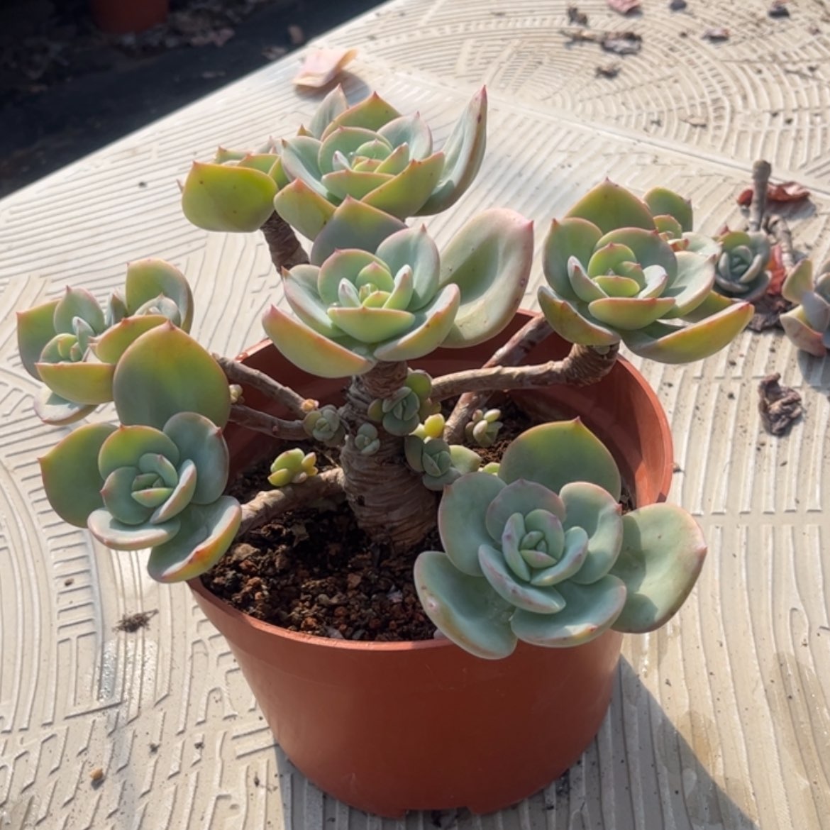 【闪购商品】无花朵功*茶