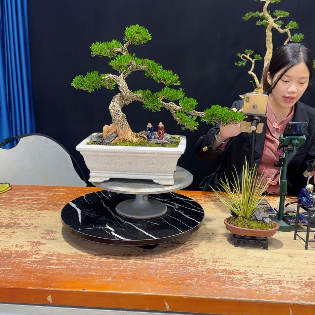 黄杨室内室外好养