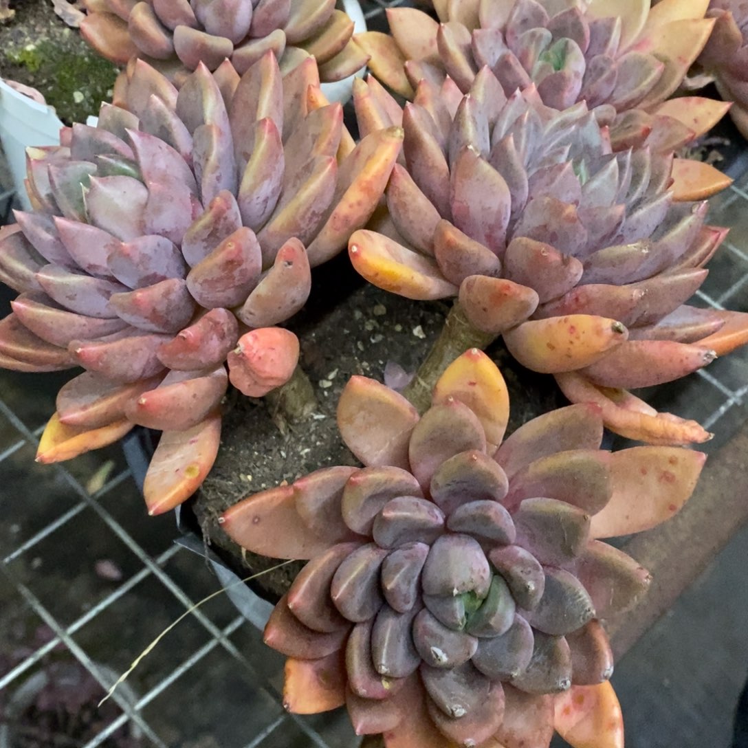 黄金象牙三头起发，160杯