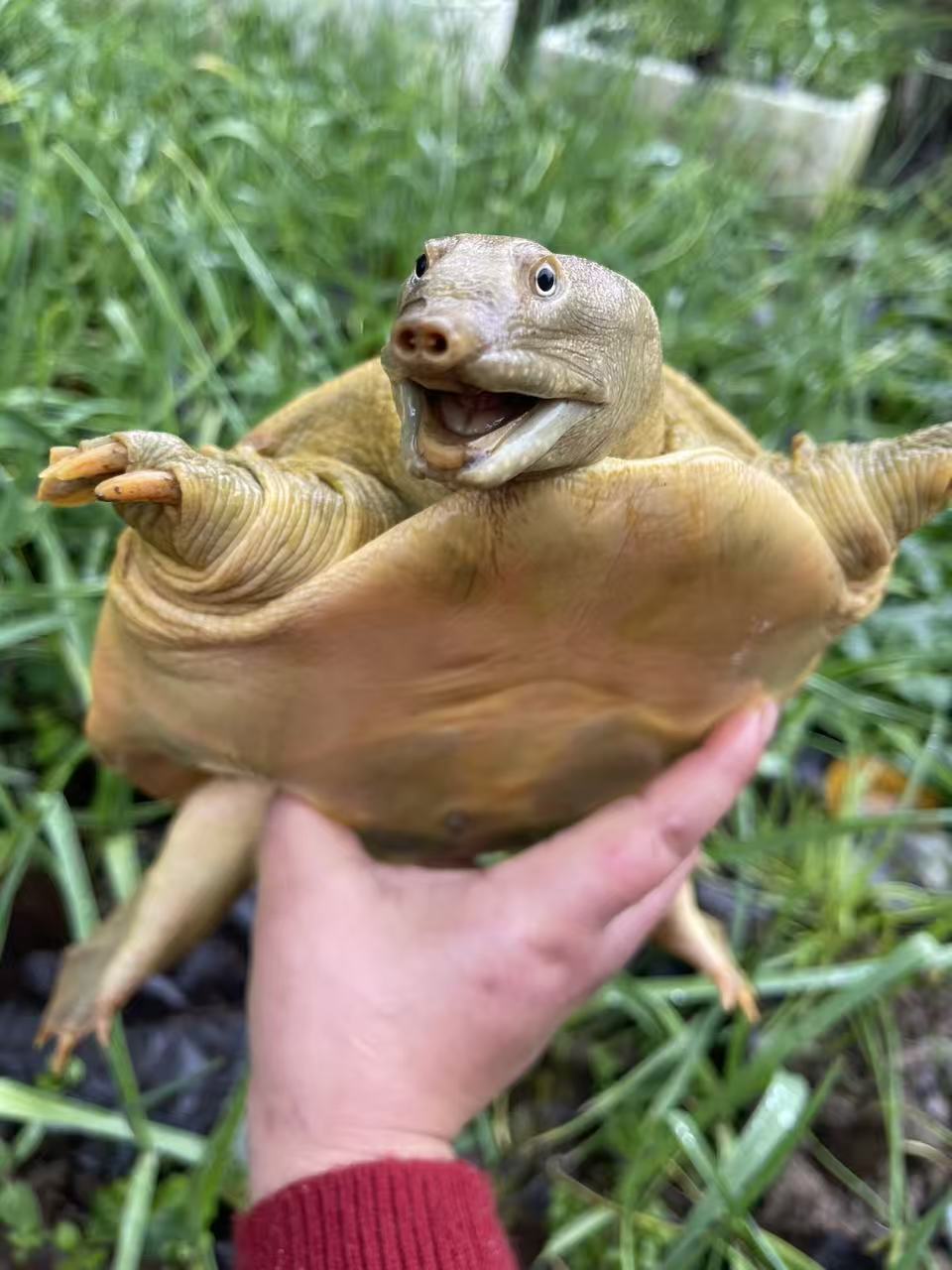 鲜活甲鱼团鱼外塘王八河鲜水产外塘散养（一物一拍）