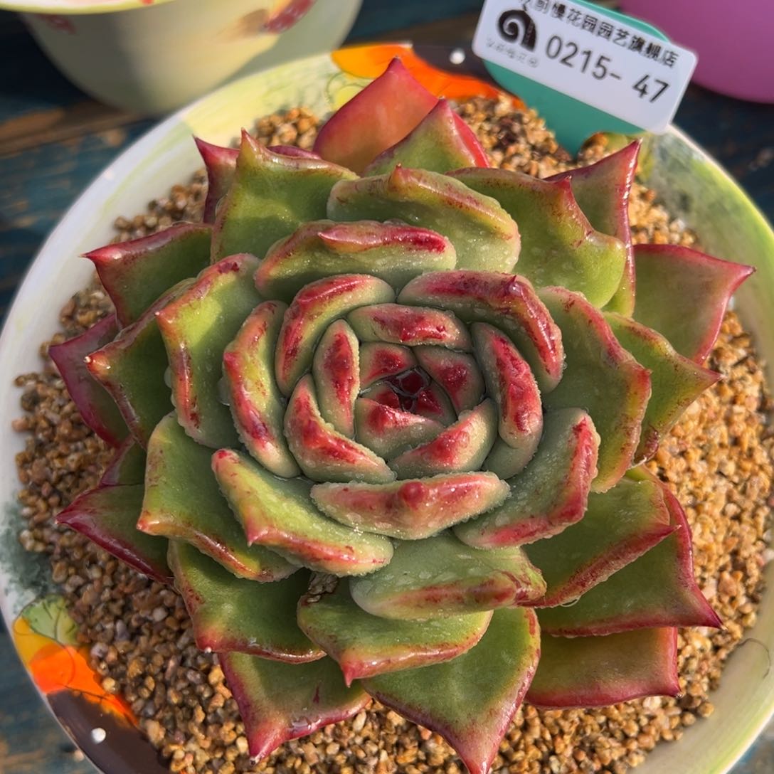 从前慢多肉精选编号0215.47