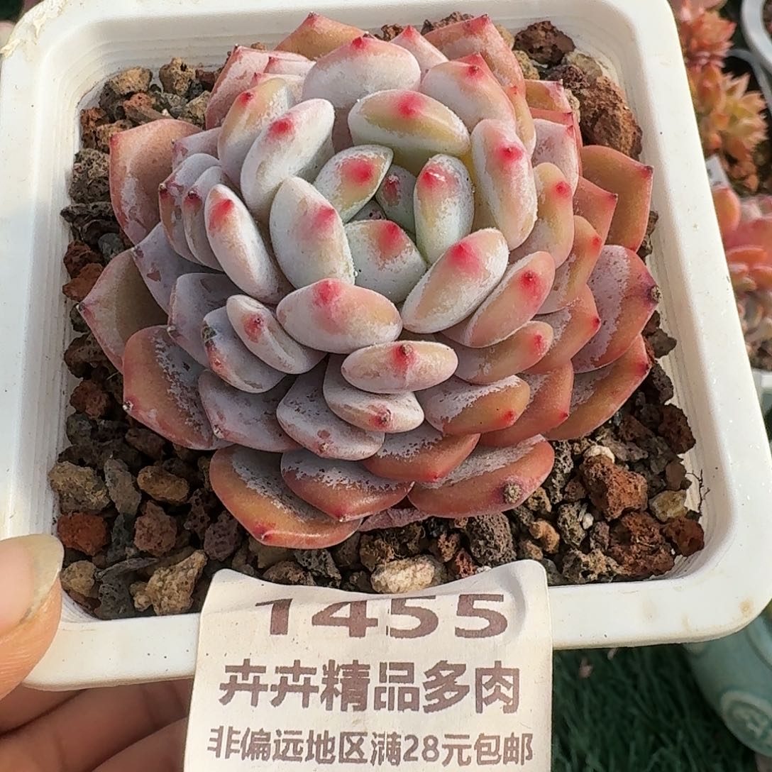 1455一物一拍（满28包邮）