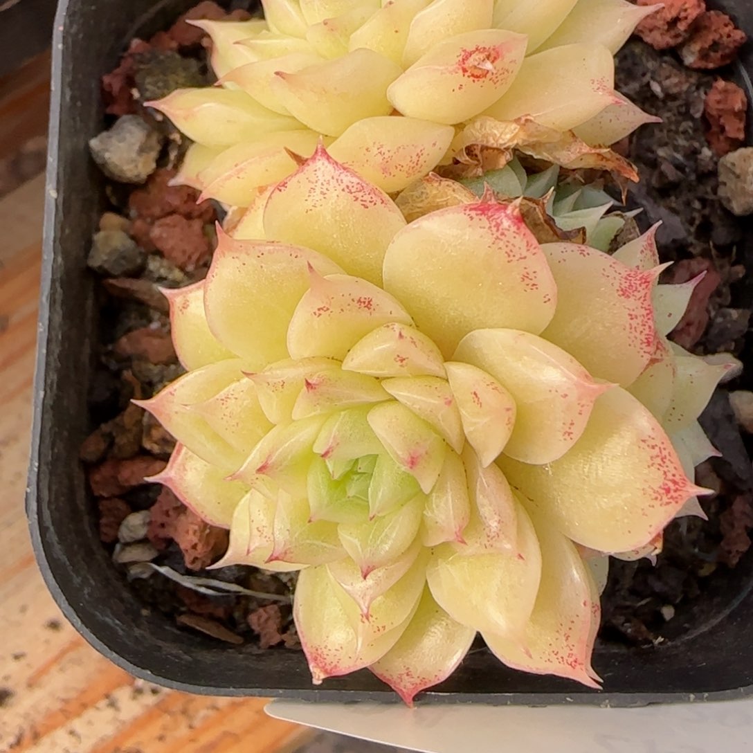 花语逸镜0226-04散