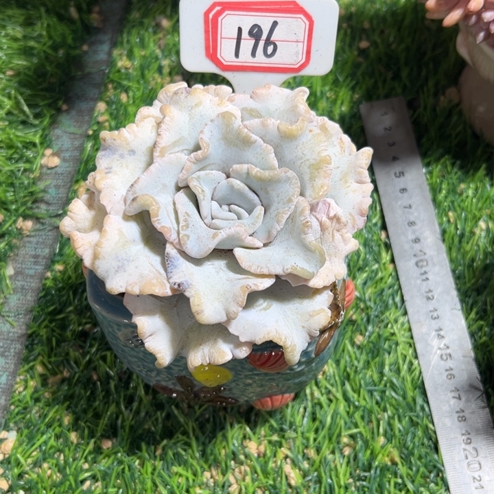 q***g196芭蕾舞者一物一拍微瑕13