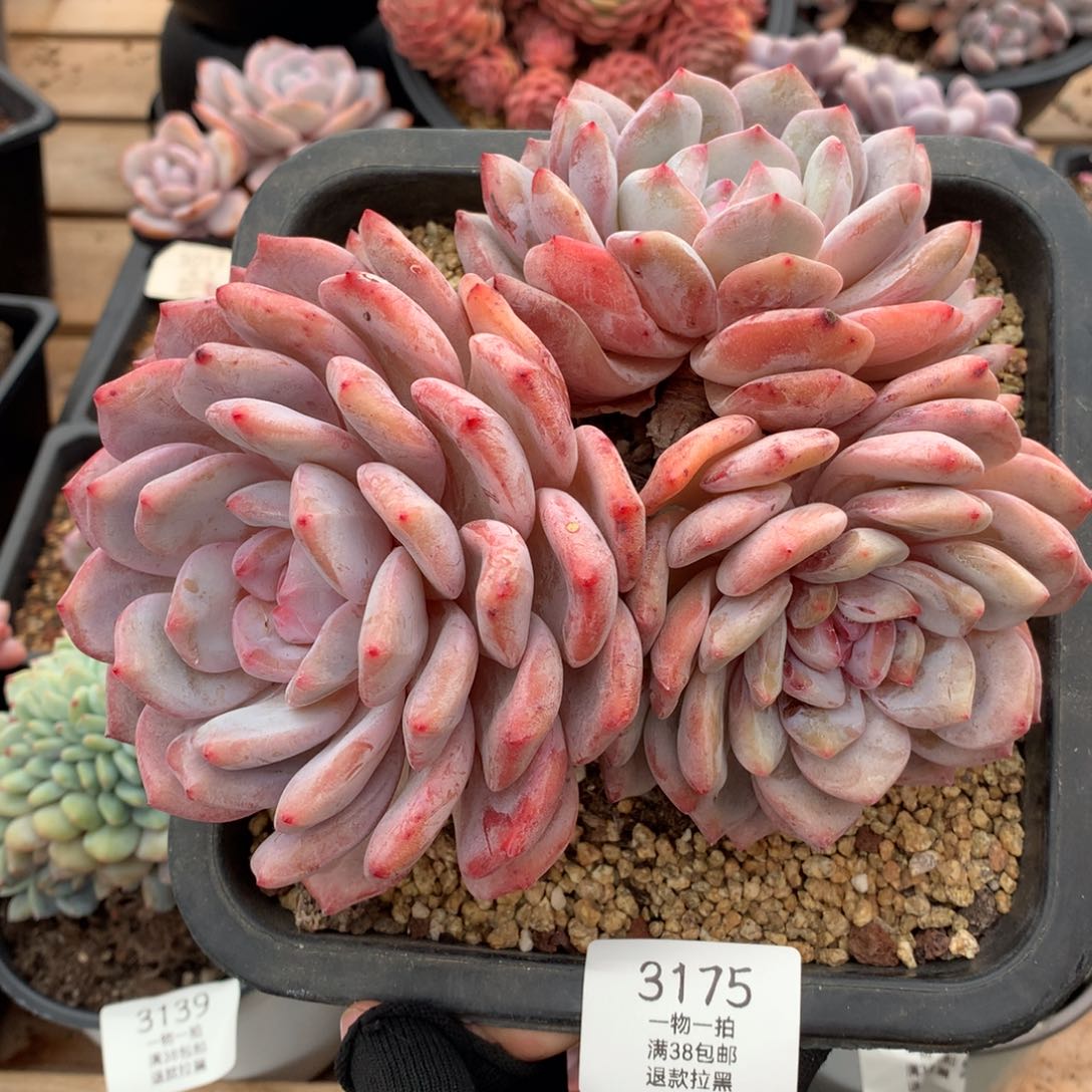 18.5厘米三头老桩橙梦露有砍3175