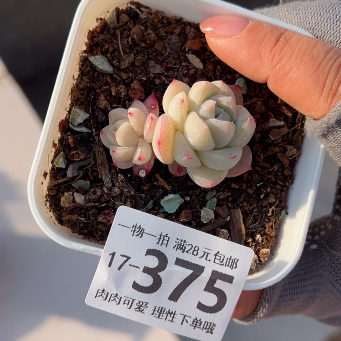 白泽多肉多肉多肉多