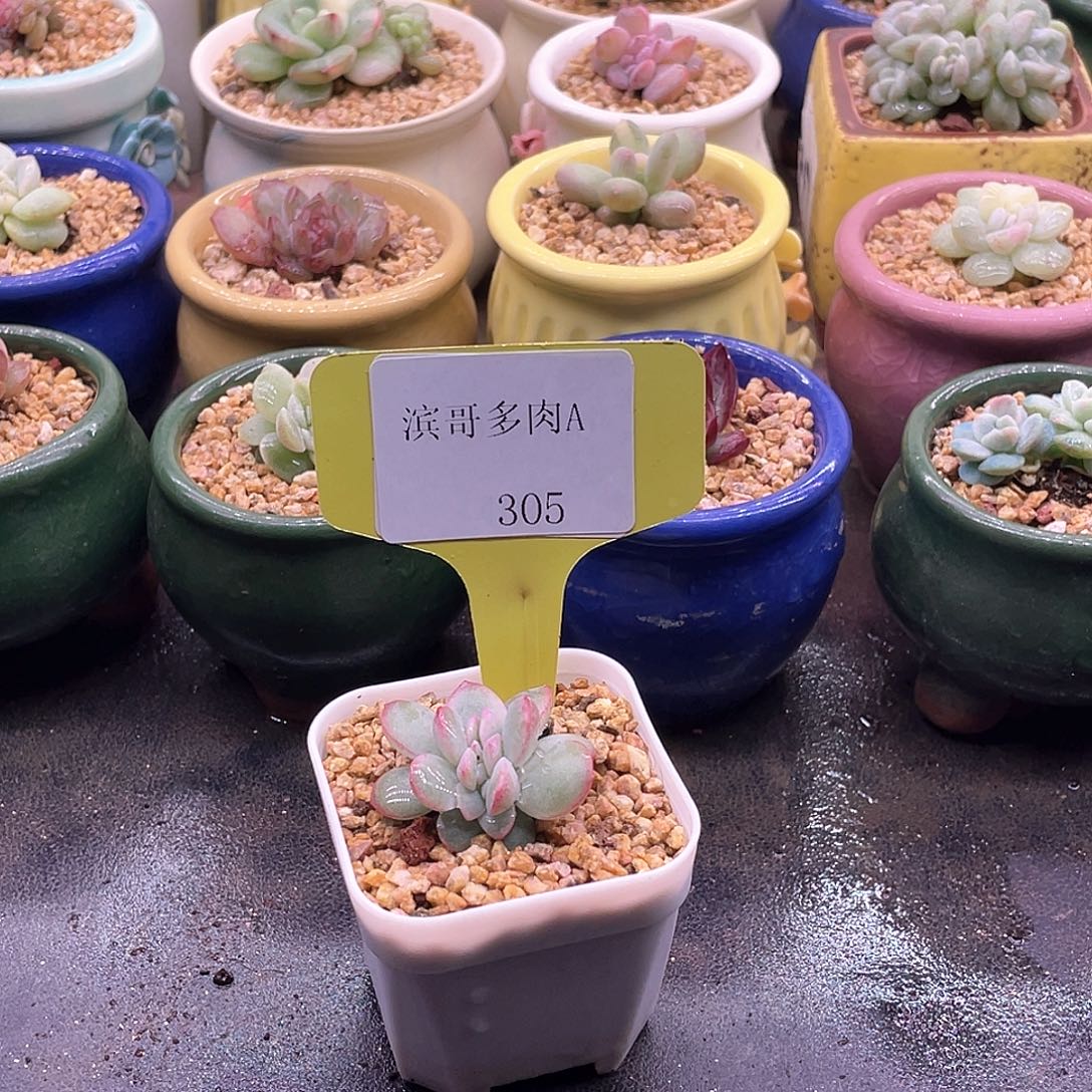 滨哥多肉A305奶油泡芙缀化